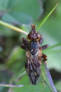 <i>Myopa tessellatipennis</i>