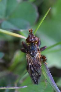<i>Myopa tessellatipennis</i>