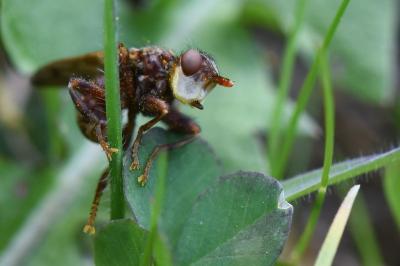 <i>Myopa tessellatipennis</i>