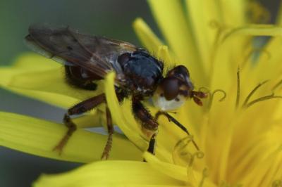 <i>Myopa tessellatipennis</i>