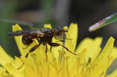 <i>Myopa tessellatipennis</i>