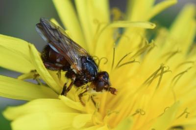 <i>Myopa tessellatipennis</i>