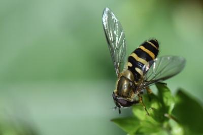 <i>Syrphus torvus</i>