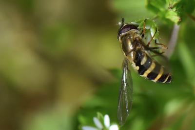 <i>Syrphus torvus</i>