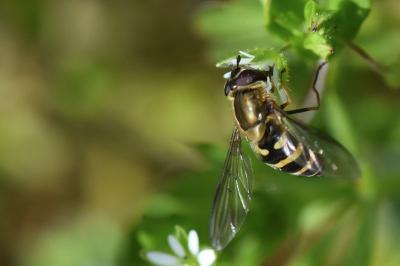 <i>Syrphus torvus</i>