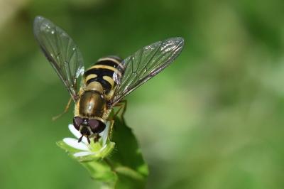 <i>Syrphus torvus</i>