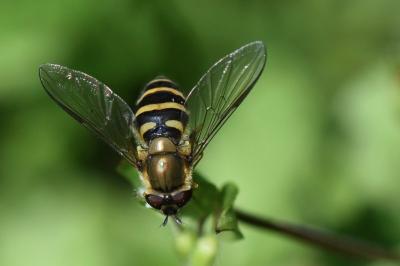 <i>Syrphus torvus</i>