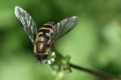 <i>Syrphus torvus</i>