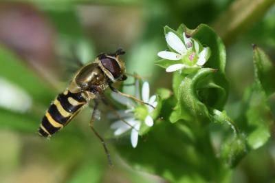 <i>Syrphus torvus</i>