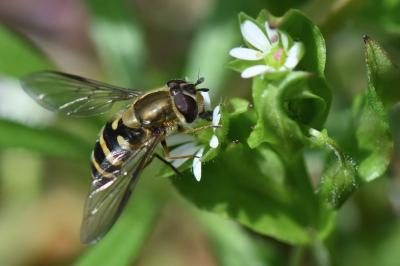 <i>Syrphus torvus</i>