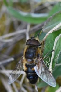 <i>Eristalis similis</i>