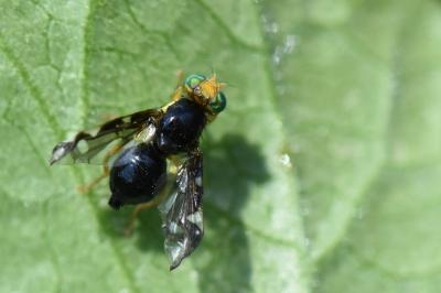 Euleia heraclei