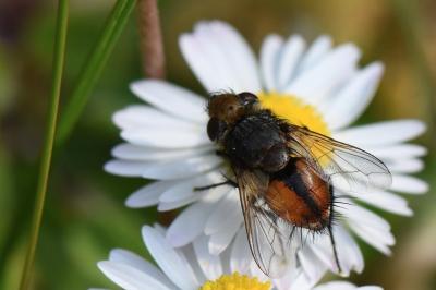 <i>Gonia vacua</i>