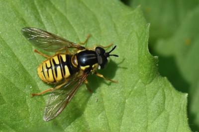 <i>Chrysotoxum cautum</i>