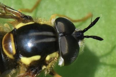 <i>Chrysotoxum cautum</i>