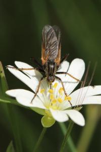 Empis marqueté
