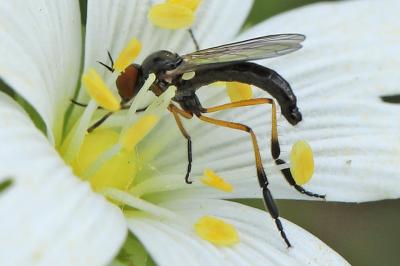 <i>Empis nigritarsis</i>