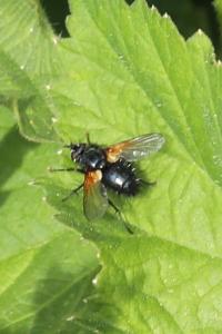 <i>Zophomyia temula</i>