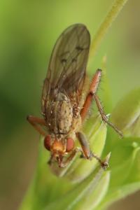 <i>Scathophaga furcata</i>