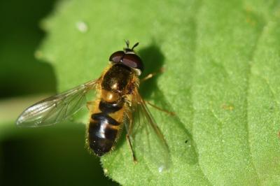<i>Epistrophe eligans</i>