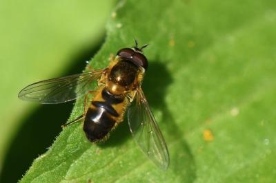<i>Epistrophe eligans</i>