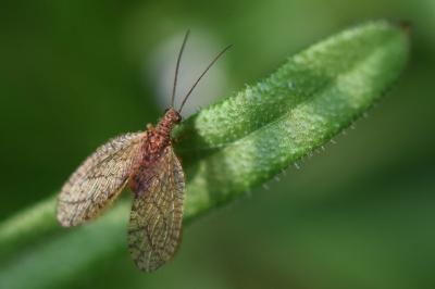 <i>Micromus angulatus</i>