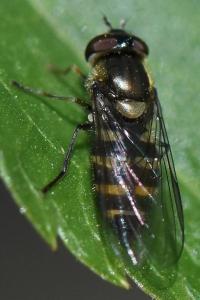 <i>Melangyna lasiophthalma</i>
