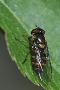 <i>Melangyna lasiophthalma</i>