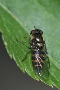 <i>Melangyna lasiophthalma</i>