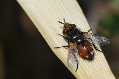 <i>Gonia vacua</i>