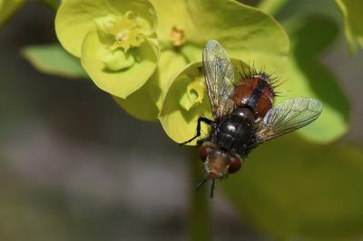 <i>Gonia vacua</i>
