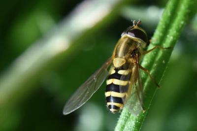 <i>Syrphus ribesii</i>