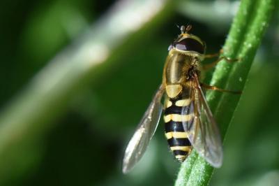 <i>Syrphus ribesii</i>
