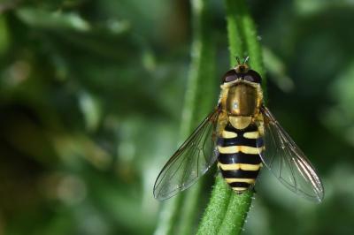 <i>Syrphus ribesii</i>