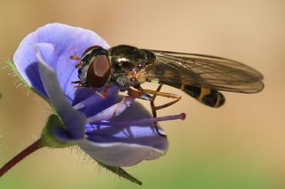 <i>Melanostoma scalare</i>