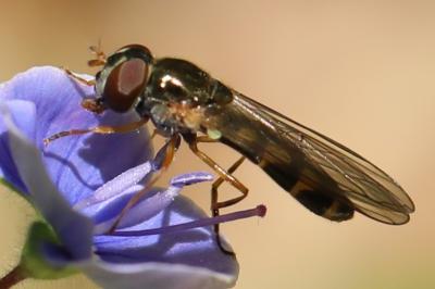 <i>Melanostoma scalare</i>