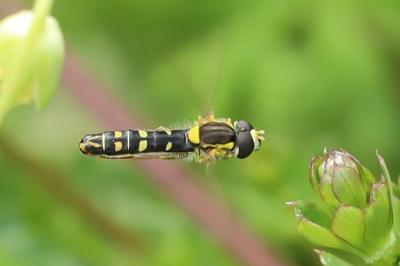 <i>Sphaerophoria</i>