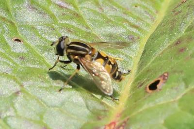 <i>Helophilus pendulus</i>
