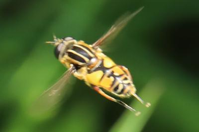 <i>Helophilus pendulus</i>