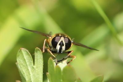 <i>Helophilus pendulus</i>