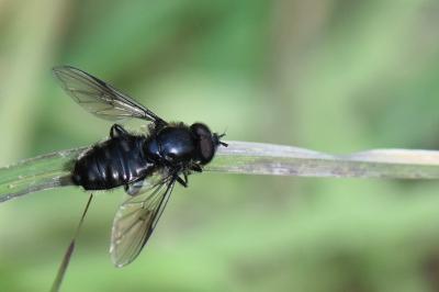 <i>Pipiza austriaca</i>
