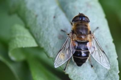 <i>Eristalis similis</i>