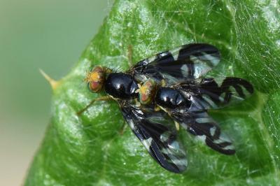 <i>Euleia heraclei</i>