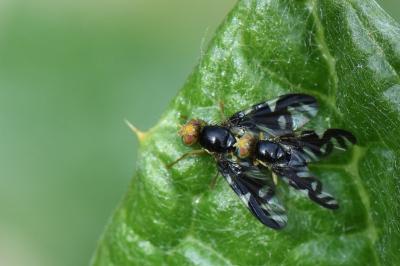 <i>Euleia heraclei</i>