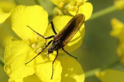 Empis marqueté