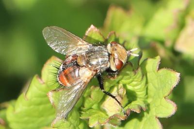 <i>Gonia vacua</i>