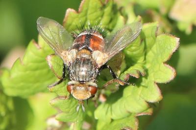 <i>Gonia vacua</i>