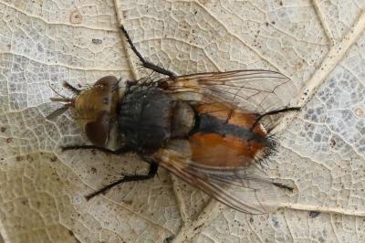 <i>Gonia vacua</i>