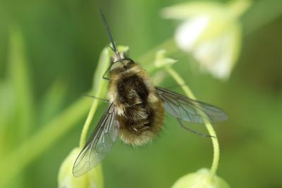 <i>Bombylius</i>