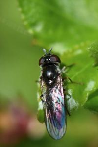 <i>Platycheirus ambiguus</i>